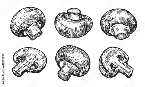 Champignons mushrooms set. Hand drawn sketch vector illustration