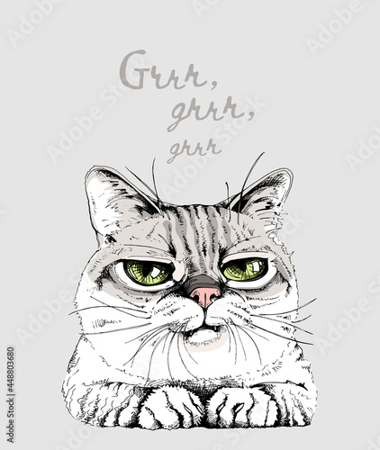 Portrait of the funny cat. Humor card, t-shirt composition, meme, hand drawn style print. Vector illustration.