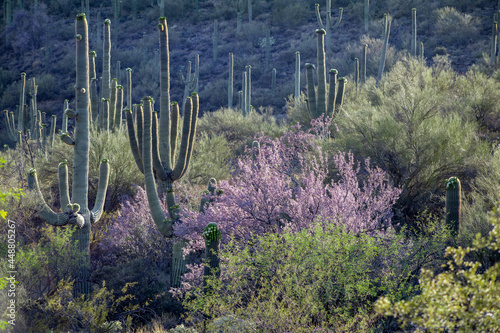 Desert Landscape with Blooming Ironwood Tree