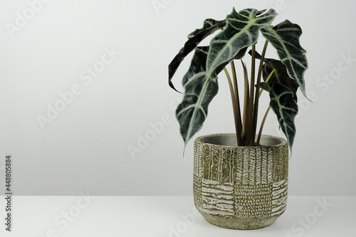 indoor tropical plant alocasia in beton pot on white background. trendy minimalism. photo