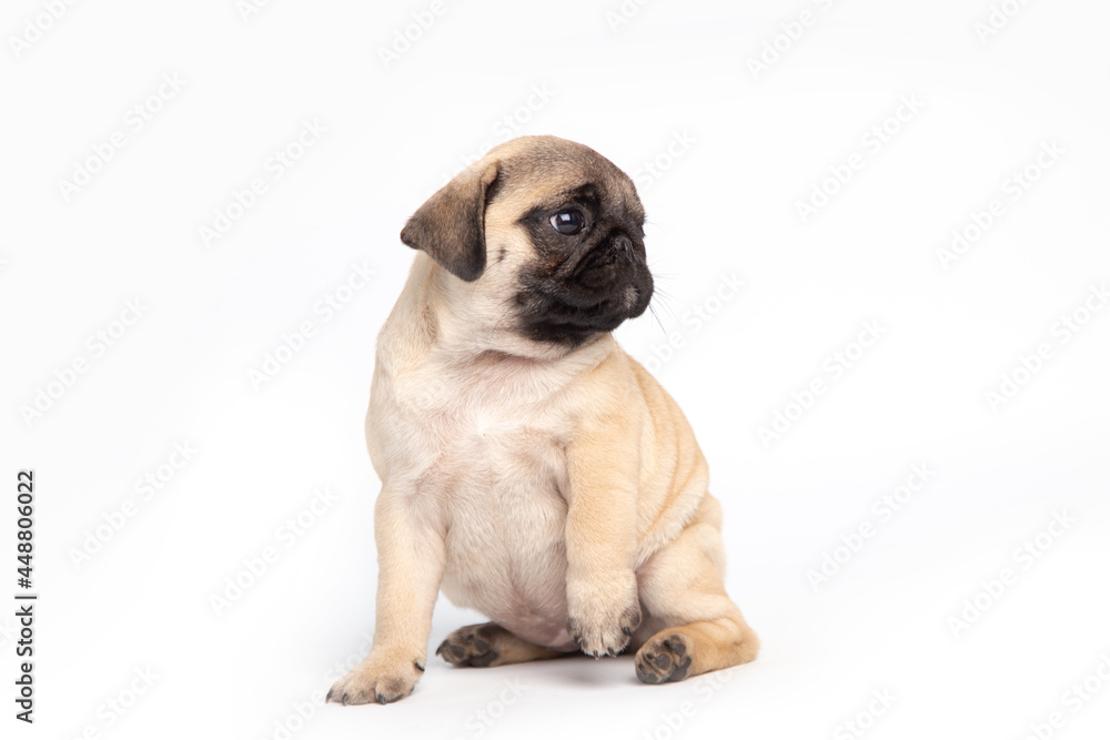 pug puppy isolated on white background. funny pets concept with copy space