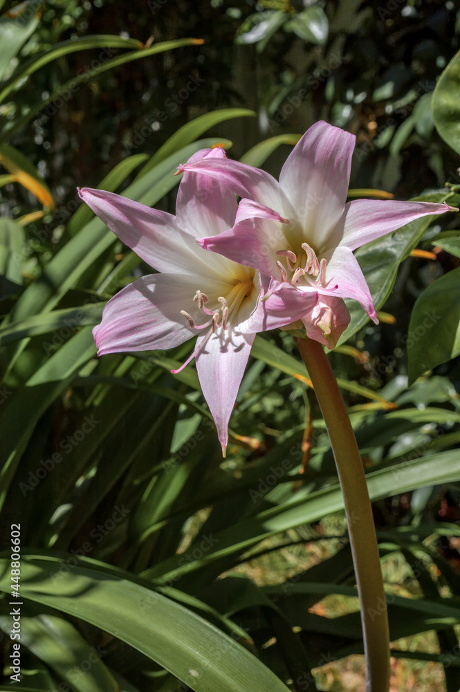 Naked Lady (Amaryllis belladonna) in garden, Los Angeles, California, USA Naked Lady (Amaryllis belladonna) in garden, Los Angeles, California, USA
