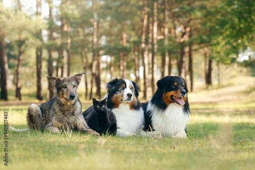 Photography three dogs and a black cat. pet in nature. autumn mood