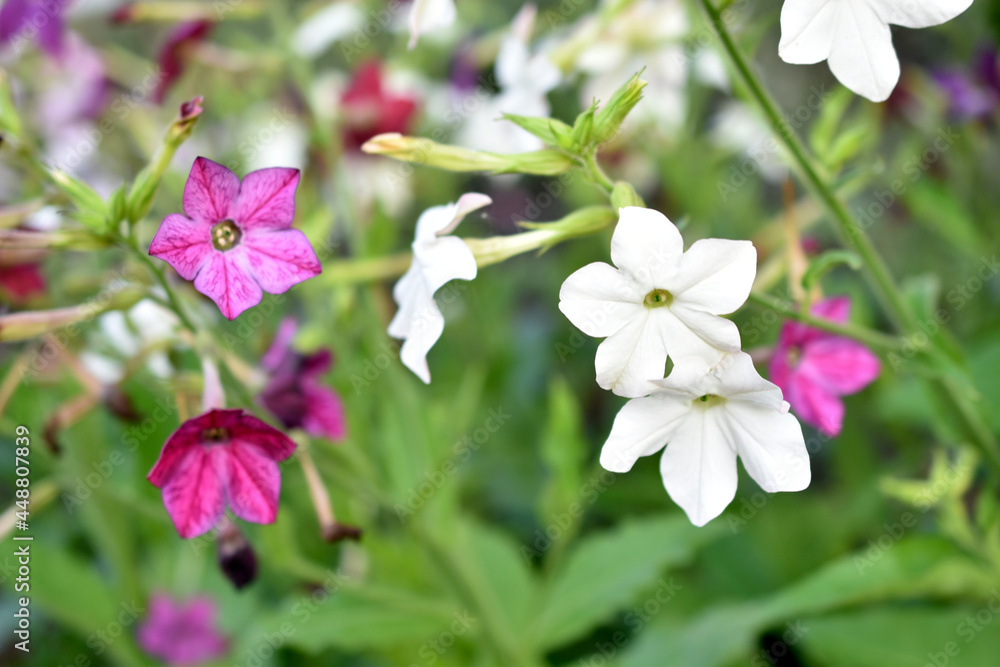 Red and white flowers of sweet tobacco Nicotiana sanderae in the garden Red and white flowers of sweet tobacco Nicotiana sanderae in the garden