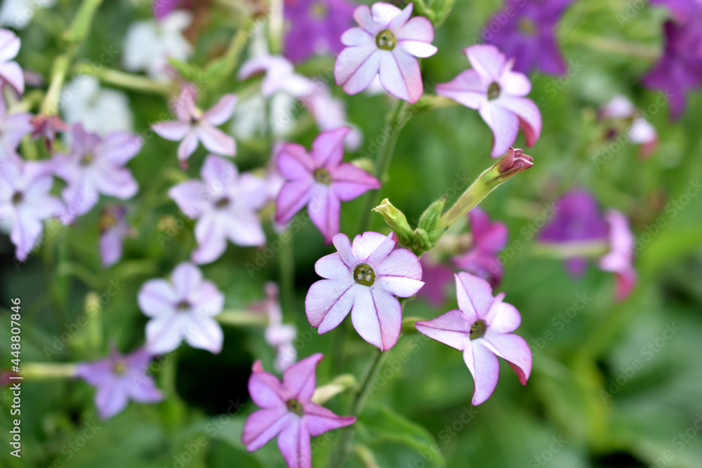 Red and white flowers of sweet tobacco Nicotiana sanderae in the garden