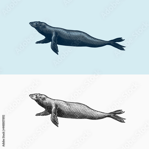 Fur seal. Marine creatures, nautical animal or pinnipeds. Vintage retro signs. Doodle style. Hand drawn engraved sketch