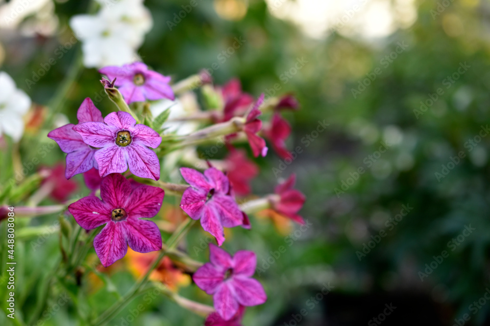 Obraz premium Red and white flowers of sweet tobacco Nicotiana sanderae in the garden