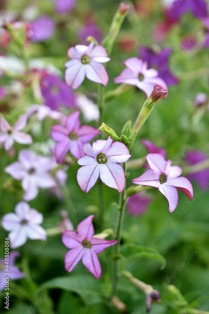 Red and white flowers of sweet tobacco Nicotiana sanderae in the garden Red and white flowers of sweet tobacco Nicotiana sanderae in the garden
