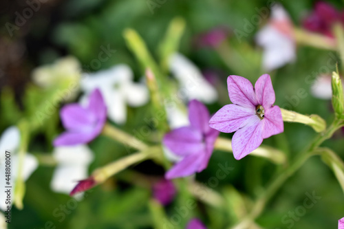 Red and white flowers of sweet tobacco Nicotiana sanderae in the garden