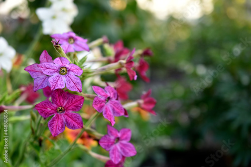 Red and white flowers of sweet tobacco Nicotiana sanderae in the garden photo