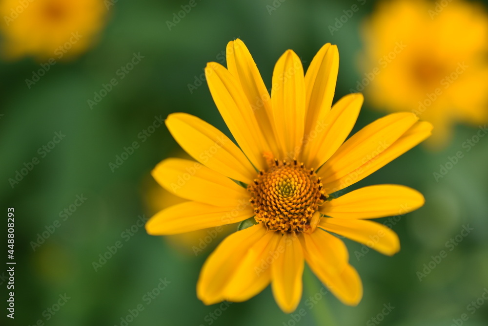 Yellow bright Rudbeckia flowers in the garden Yellow bright Rudbeckia flowers in the garden