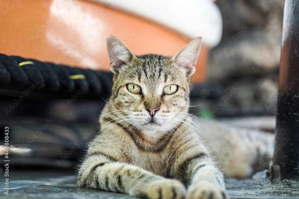 Portrait of a serious and angry cat on the street. Street cats in nature. Portrait of a serious and angry cat on the street. Street cats in nature.