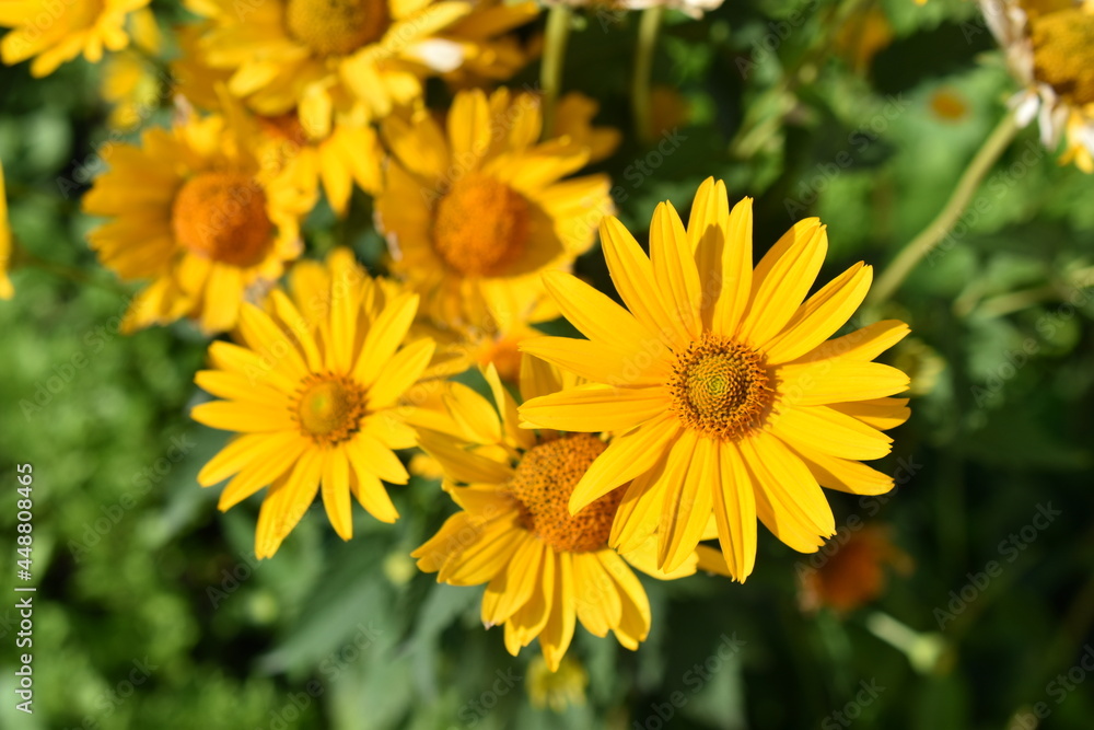 Yellow bright Rudbeckia flowers in the garden Yellow bright Rudbeckia flowers in the garden