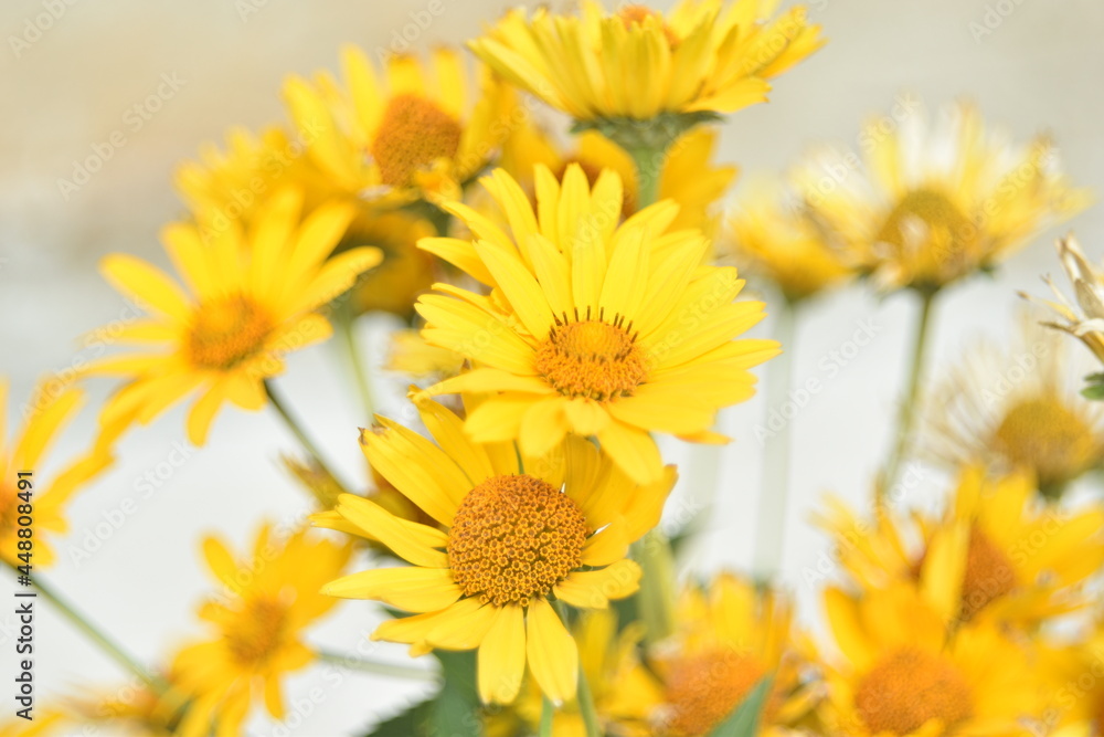 Fototapeta premium Yellow bright Rudbeckia flowers in the garden