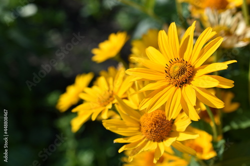 Yellow bright Rudbeckia flowers in the garden