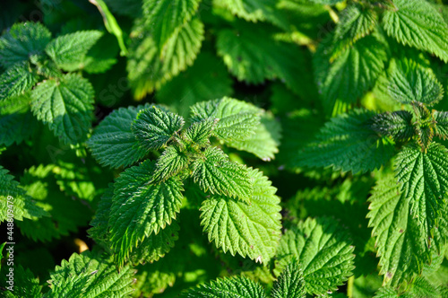 Close up of the nettle green leaves 