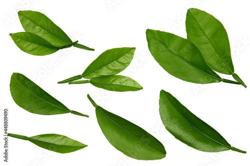 citrus leaves isolated on white background. top view. clipping path