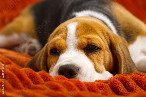 cute beagle puppy resting on an orange plaid. portrait of a beautiful Beagle puppy. Dog relaxing on the carpet