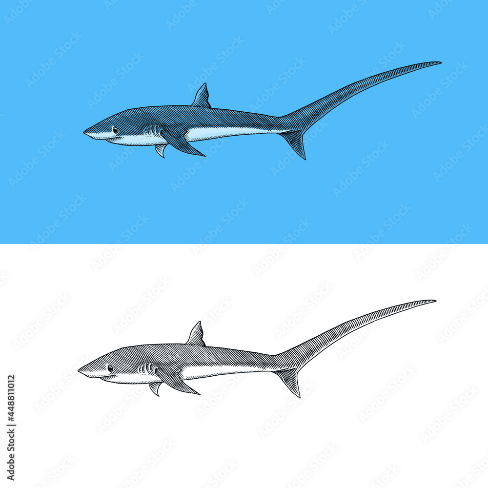 Thresher shark and Atlantic Bull shark or mackerel porbeagle predator. Marine animal. Sea life. Hand drawn vintage engraved sketch. Ocean fish. Vector illustration for web, logo or t-shirt. Thresher shark and Atlantic Bull shark or mackerel porbeagle predator. Marine animal. Sea life. Hand drawn vintage engraved sketch. Ocean fish. Vector illustration for web, logo or t-shirt.
