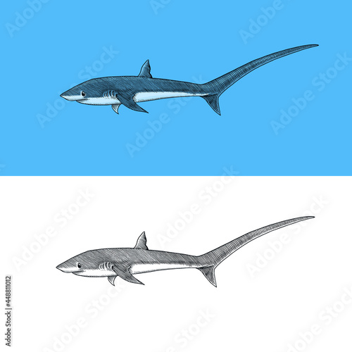 Thresher shark and Atlantic Bull shark or mackerel porbeagle predator. Marine animal. Sea life. Hand drawn vintage engraved sketch. Ocean fish. Vector illustration for web, logo or t-shirt.