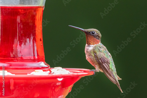Hummingbird at feeder photo