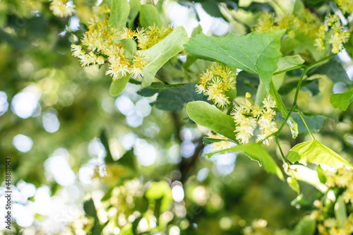 Linden tree flowers clusters (tilia cordata, europea, small-leaved lime, littleleaf linden bloom) Pharmacy, apothecary, natural medicine, healing herbal tea, aromatherapy. Spring background.