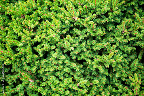  Branches of a beautiful green spruce or pine close-up, beautiful nature background