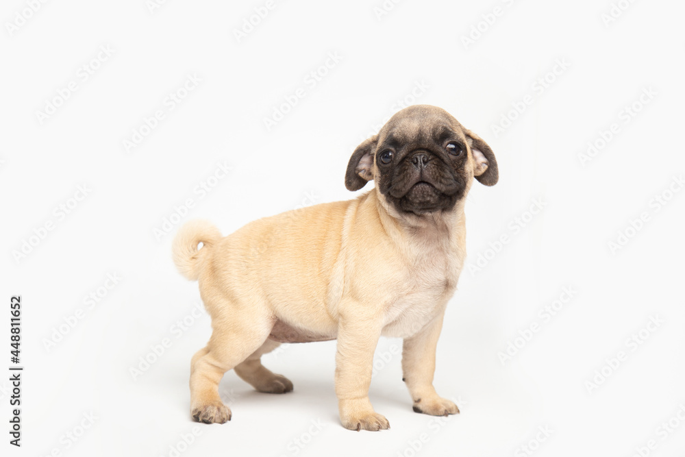 pug puppy isolated on white background. funny pets concept with copy space
