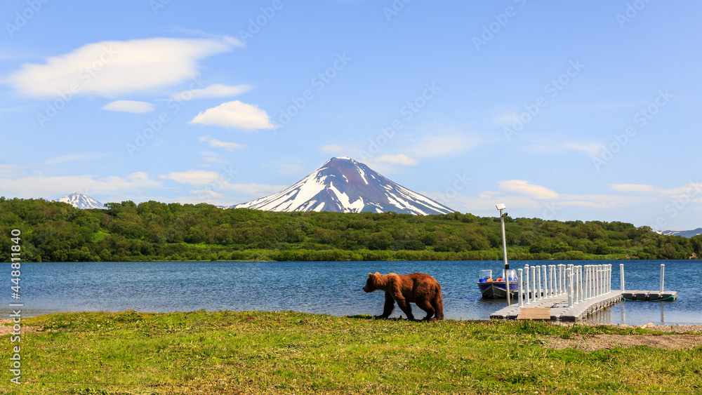 Fototapeta premium Brown bear or Ursus arctos beringianus fishing in the Kurile lake. Kamchatka Peninsula, Russia