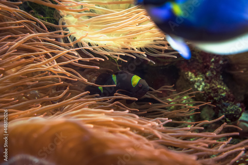 Maroon clownfish or premnas biaculeatus inside anemones photo
