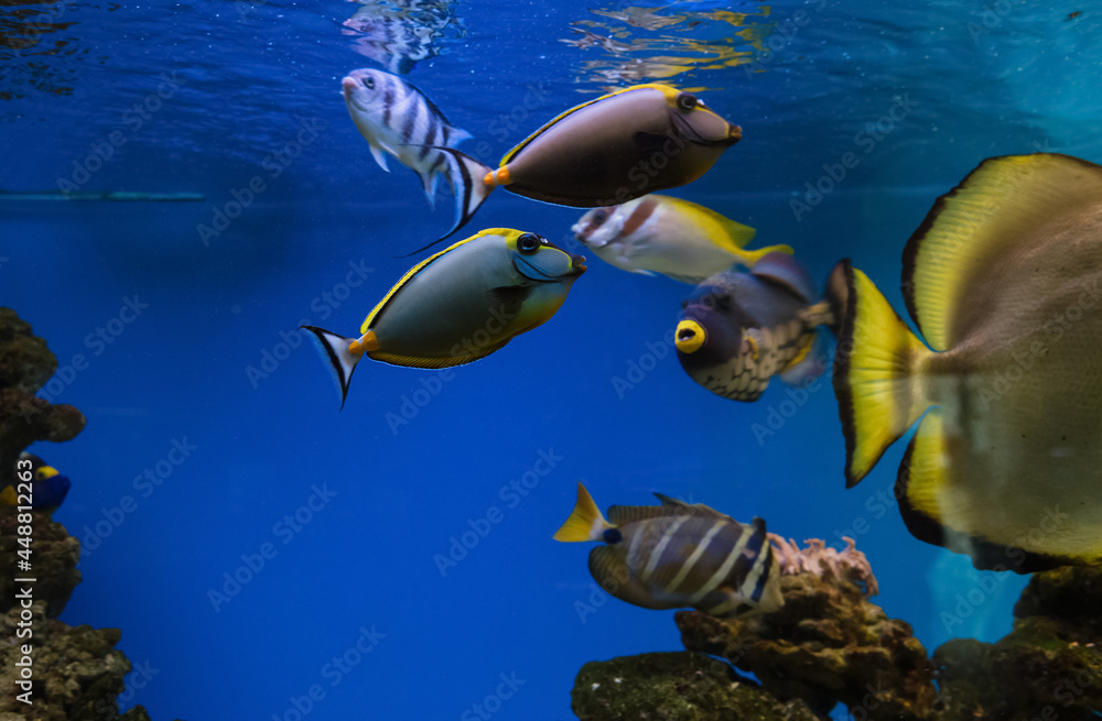 Naso elegans, Elegant unicornfish Naso elegans, Elegant unicornfish