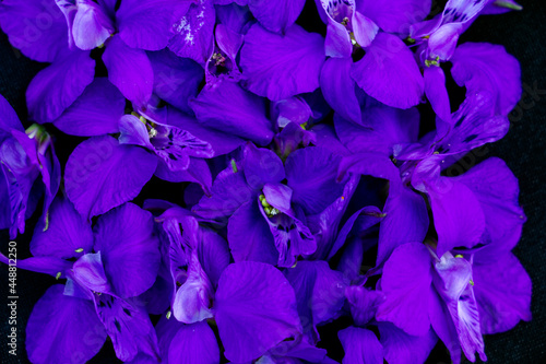 Fototapete bright blue delphinium flowers on a black background, place for text, copy space