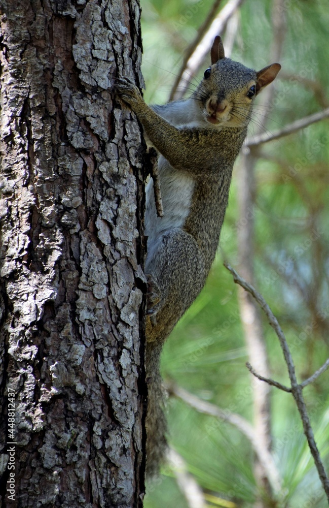 Obraz premium Curious Squirrel