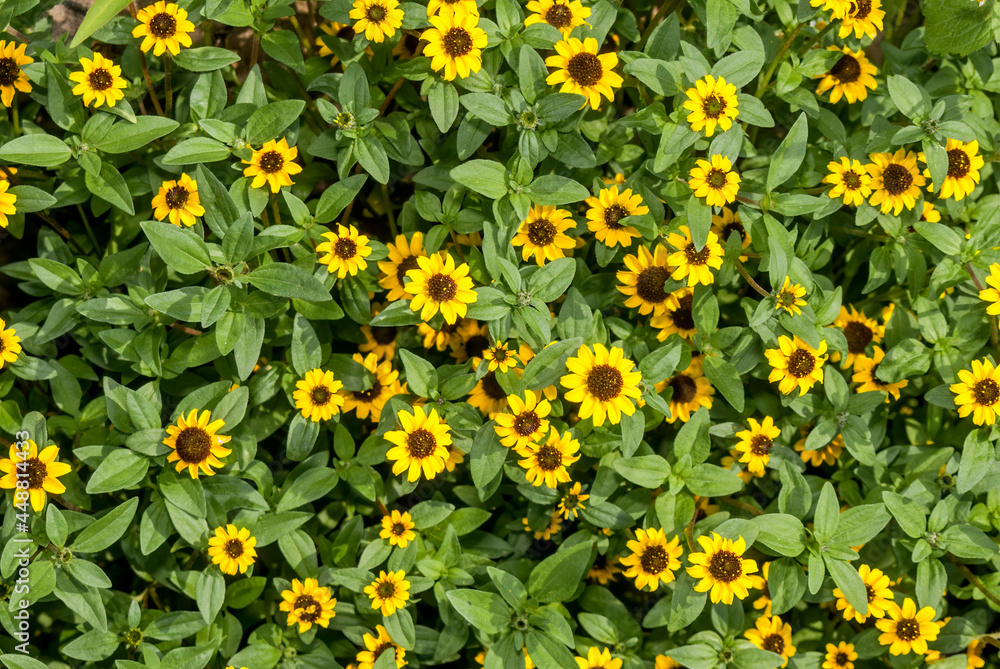 Mexican Creeping Zinnia (Sanvitalia procumbens) in garden