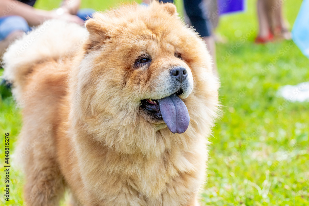 Fluffy dog breed chow chow in the park near people. Friendly chow chow dog with open mouth Fluffy dog breed chow chow in the park near people. Friendly chow chow dog with open mouth