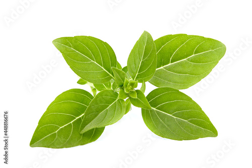 Basil leaves in closeup on white background
