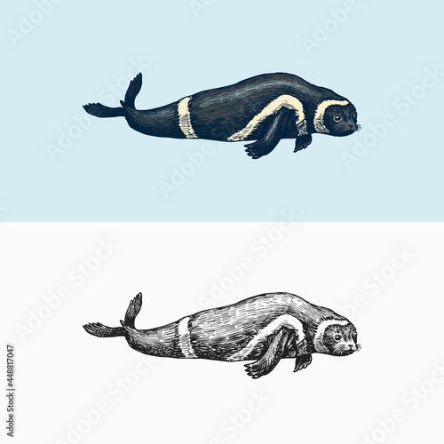 Ribbon seal. Marine creature, nautical mammals and pinnipeds. Animal in Doodle style. Vintage retro signs. Hand drawn engraved sketch