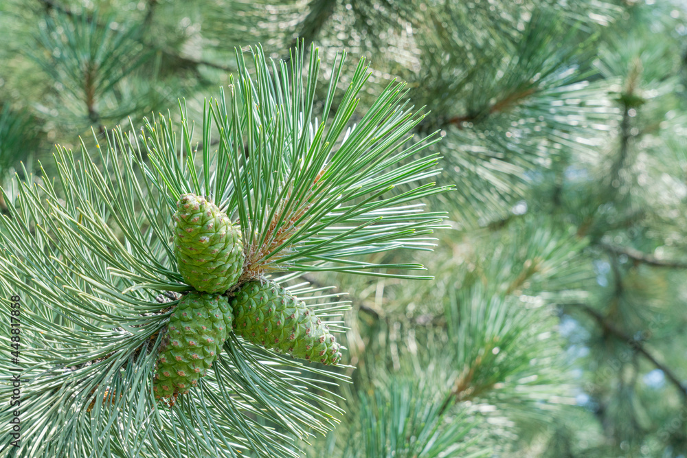 branches of coniferous trees close up as a background branches of coniferous trees close up as a background
