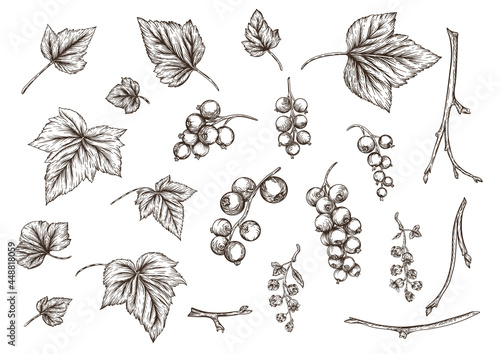 Blackcurrant. Ripe berries on branch. Clip art, set of elements for design. Graphic drawing, engraving style. Vector illustration..
