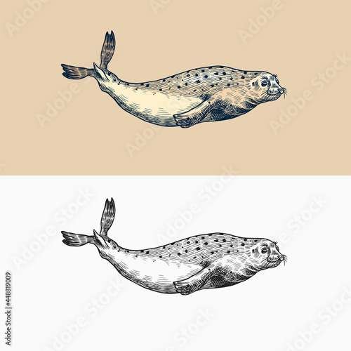 Harbor seal. Marine creatures, nautical animal or pinnipeds. Vintage retro signs. Doodle style. Hand drawn engraved sketch