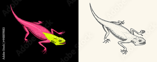 Photography Lizard or gecko or agama