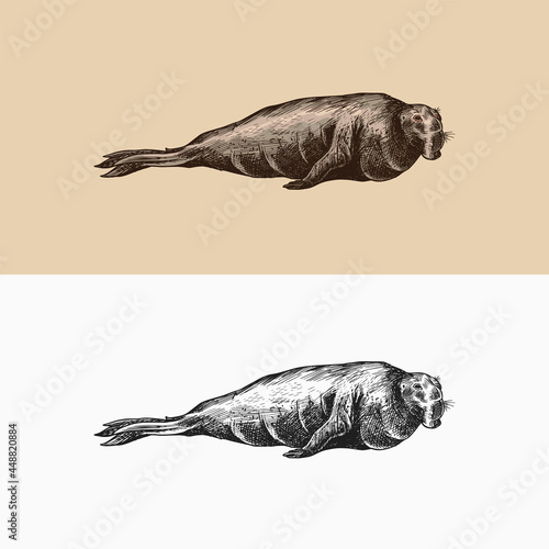 Elephant seal. Marine creatures, nautical animal or pinnipeds. Vintage retro signs. Doodle style. Hand drawn engraved sketch
