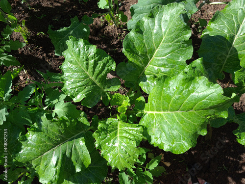 Photo of green leaves of a kale plant growth in a garden in the countryside of Brazil