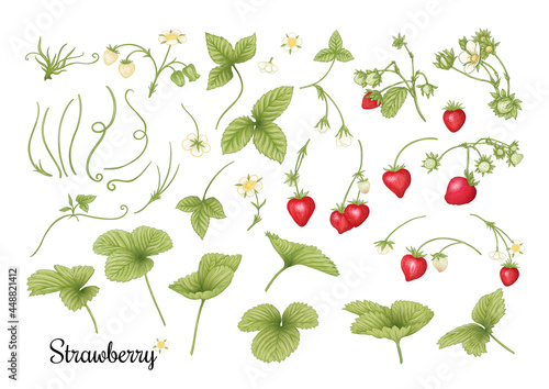 Strawberry branch with red berries. Clip art, set of elements for design Colored vector illustration. Isolated on white background.