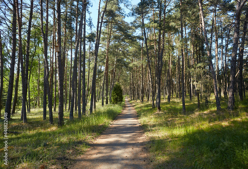 beautiful path in summer forest, wonderful place for bike adventures. Curonian spit, Luthuania photo