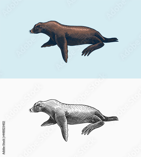 Sea lion. Marine creatures, nautical animal. Fur seal or pinnipeds. Vintage retro signs. Doodle style. Hand drawn engraved sketch