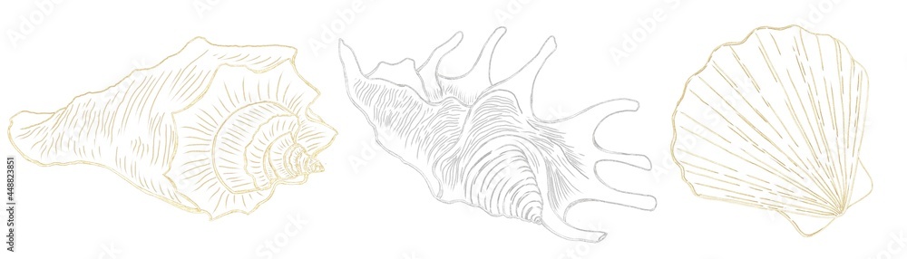 Contour illustrations of silver and gold shells on a white background lines illustrations on a marine theme Contour illustrations of silver and gold shells on a white background lines illustrations on a marine theme