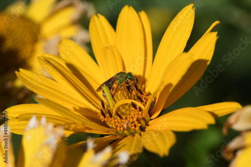 Bicolor Sweat Bee in a wild flower International Peace Garden, Salt Lake City, Utah photo