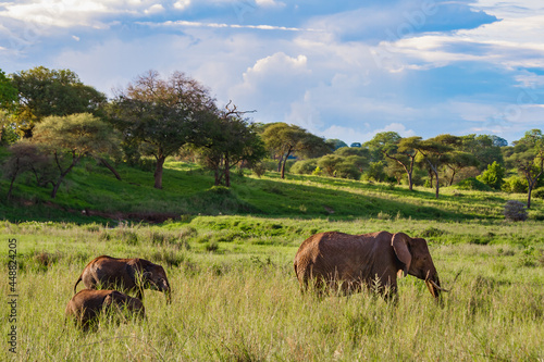 Photography Beautiful elephants on the grassy field in the Tarangire National Park, Tanzania