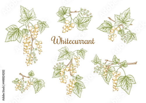 White currant. Ripe berries on branch. Clip art, set of elements for design. Graphic drawing, engraving style. Vector illustration..